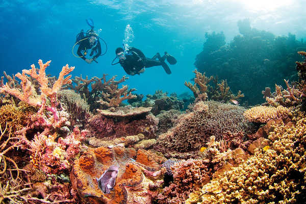 Muslingehaver, Great Barrier Reef