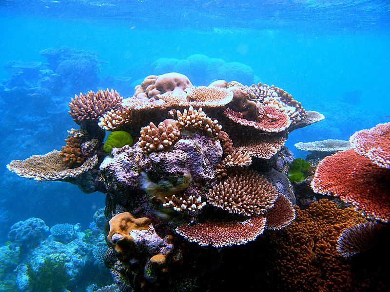  a Nagy Korallzátony védelme