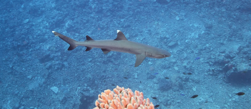 Are there sharks in the Great Barrier Reef?