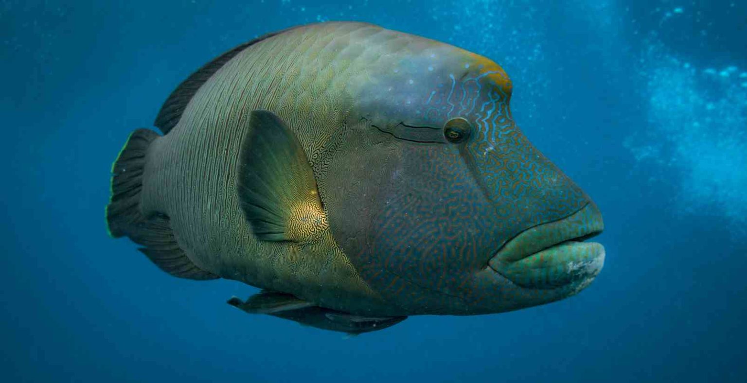 Great Barrier Reef Gallery