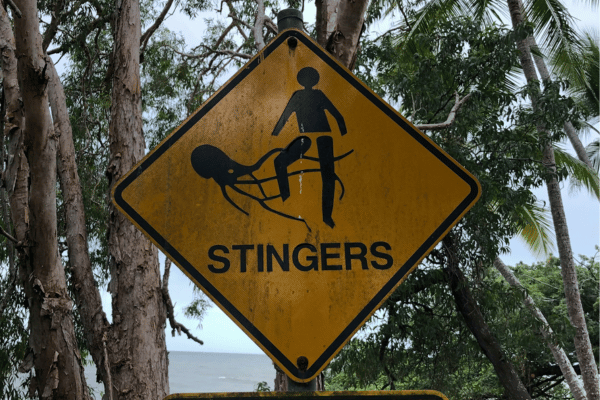 Box jellyfish stingers sign