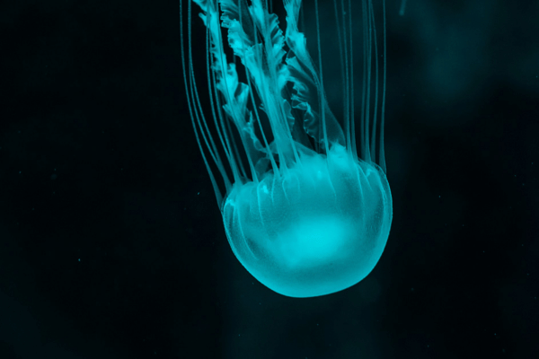 Box jellyfish in the great Barrier Reef