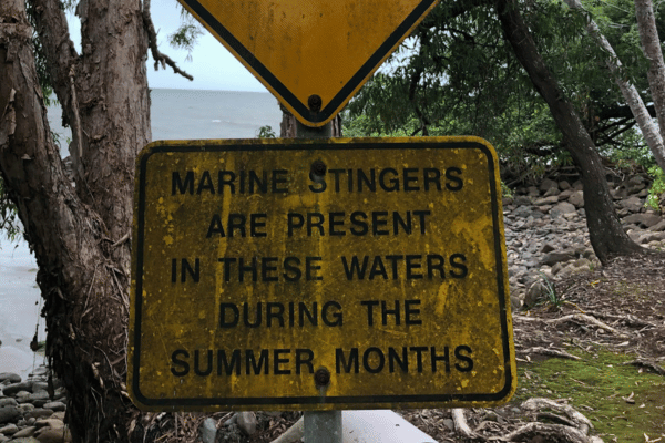 Box jellyfish stingers sign