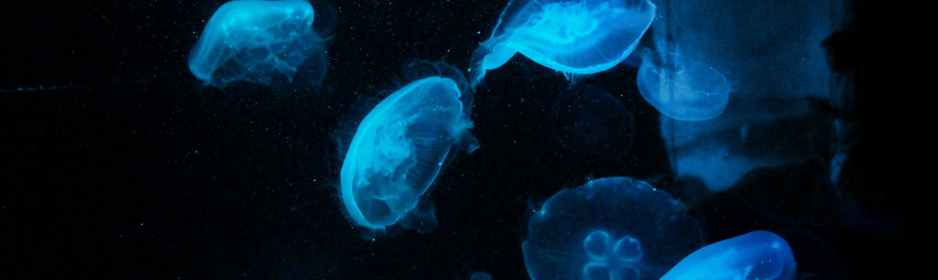 Box jellyfish banner