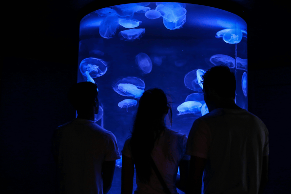 jellyfish in an equarium