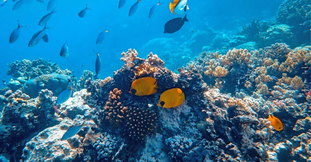 Great Barrier Reef Tours Cairns